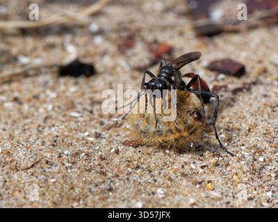 Red-banded sand wasp (Ammophila sabulosa) carrying paralysed Ruby Tiger moth (Phragmatobia fuliginosa) larva to its nest burrow, Kenfig NNR, Wales UK Stock Photo