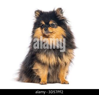 Cute long haired pomeranian dog sitting and looking away, isolated on white background Stock Photo