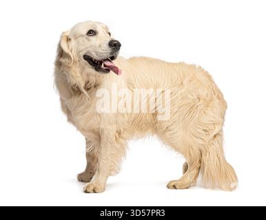Golden retriever standing and looking up with its tongue out, isolated on white Stock Photo