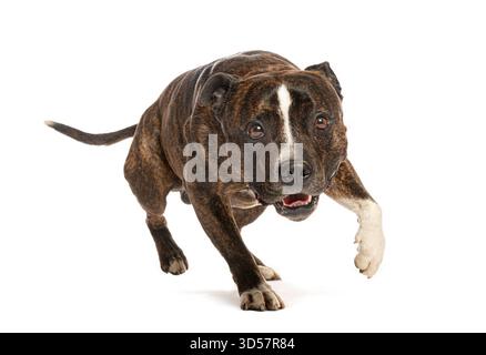 Playful staffordshire bull terrier running towards camera isolated on white background Stock Photo