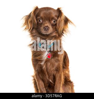 Studio shot of an adorable brown long haired puppy dog wearing a blue collar and red paw print tag sitting on white background Stock Photo