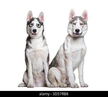 Two siberian huskies sitting side by side, panting on a white background Stock Photo