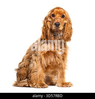 Adorable english cocker spaniel sitting and looking attentive, isolated on white background Stock Photo