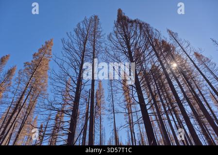 Burned Forest after a wildfire, North Rim, Grand Canyon National Park, Arizona, USA Stock Photo