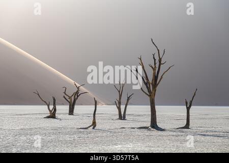 Dead trees in front of a large sand dune in the desert, Sossusvlei, Namib Naukluft National Park, Namibia Stock Photo