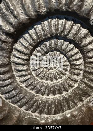 Ammonite fossil detail, a display in Lyme Regis Museum Lyme Regis, Dorset, England Stock Photo