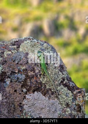 A European green lizard basks in the sun on a rock covered in colorful moss against a backdrop of mountains. Stock Photo