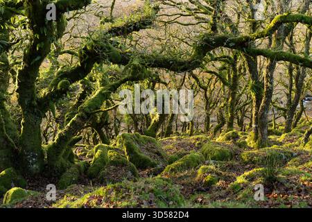 Aerial view of ancient, gnarled trees draped in vibrant moss, their twisted limbs reaching across a landscape of lichen-covered boulders in Wistman’s Stock Photo