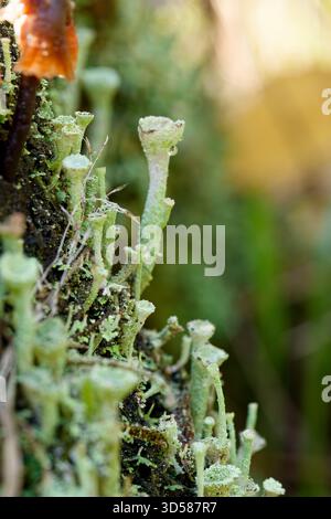 Trumpet Lichen - Cladonia fimbriata Stock Photo