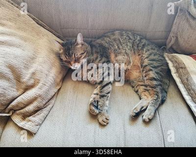 Tabby cat resting on beige sofa at home Stock Photo