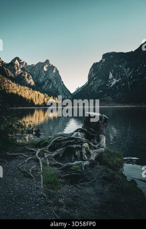 View of jagged peaks reflected in the still waters beyond gnarled roots and a weathered tree stump on the shore, Auronzo di Cadore, Province of Bellun Stock Photo