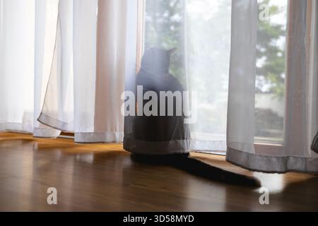 Curious black cat hiding behind curtain and peeking out of  window. Domestic pet staying alone at home. Soft natural light, cozy home atmosphere, deta Stock Photo