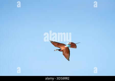 Southern Carmine Bee-eater, Merops nubicoides, flying with an insect in its beak. Blue sky background. South Luangwa National Park, Zambia, Africa Stock Photo