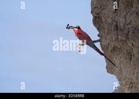Carmine Bee-eater, Merops nubicoides, sitting on a small branch at the river edge with an insect in its mouth. South Luangwa National Park, Zambia Stock Photo