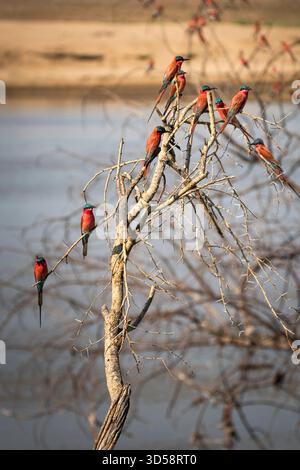 Southern Carmine Bee-eaters, Merops nubicoides, many birds come together on a dead tree to rest and fed on insects. South Luangwa Park, Zambia Stock Photo