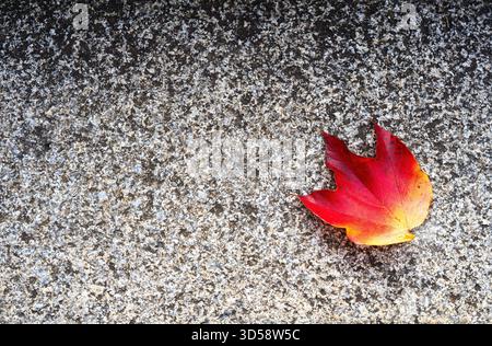 A single red maple leaf on a textured stone surface. Stock Photo