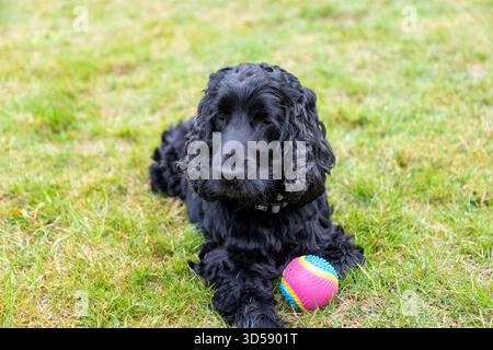 cocker spaniel english  four years old in the green Stock Photo