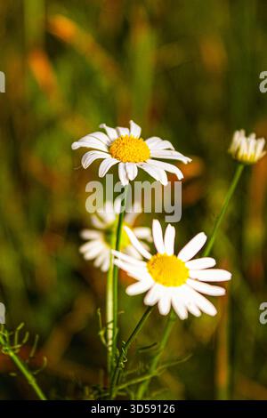 a pair of wild daisy flowers growing in a meadow. leucanthemum vulgare is commonly known as oxey daisy oxeye daisy dog daisy marguerite Stock Photo