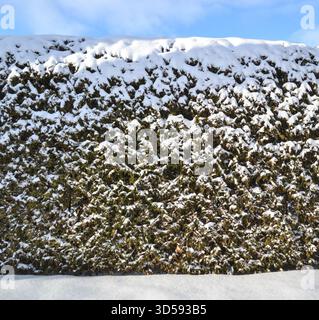 Front view of a snowy cedar hedge on a winter sunny day in Canada. Stock Photo