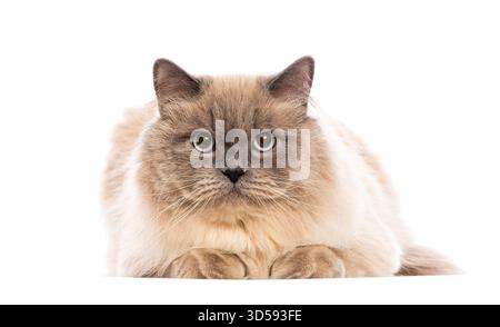 Ragdoll cat resting on a white background, creating a clean and simple portrait Stock Photo