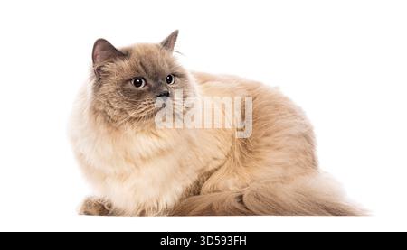 ragdoll cat sitting and looking away, isolated on white background Stock Photo