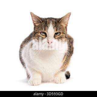 European shorthair cat lying and looking with squinted eyes, isolated on white background Stock Photo