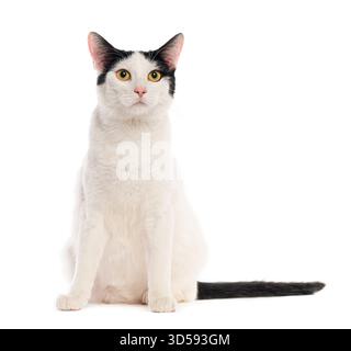 Bicolor cat sitting and staring with intense look on a white background Stock Photo