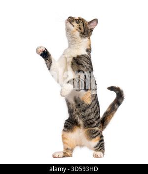 Playful tabby cat standing on hind legs, reaching up and looking up, isolated on white background Stock Photo