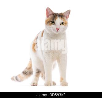 Calico cat standing and looking forward on a white background Stock Photo