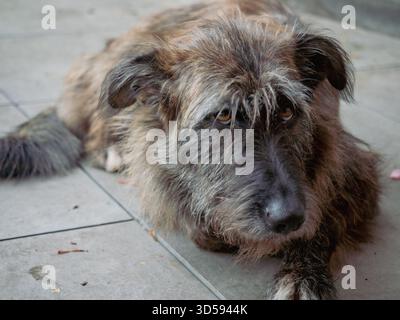 Old scruffy senior dog with shaggy brown gray fur and big sad eyes lying on gray pavement, looking up sadly while waiting for care, attention or a lov Stock Photo