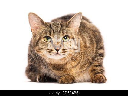 European cat lying down and staring, isolated on white background Stock Photo