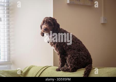 A chocolate coloured Cockapoo sat on a couch looking out of the window Stock Photo