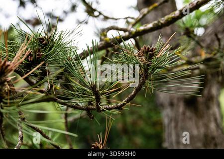 Close-up of pine needles and young pine cones on a branch in natural light, forest setting Stock Photo