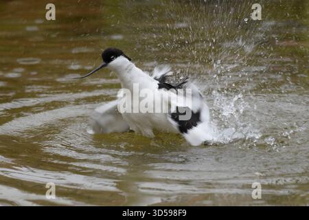 Pied avocet Recurvirostra avosetta, bathing, Pensthorpe Conservation, Norfolk, England, UK, November. Stock Photo