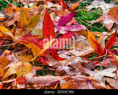 Colorful Autumn Leaves Closeup with Vibrant Red, Orange and Yellow Foliage Creating a Natural Seasonal Texture Background Stock Photo