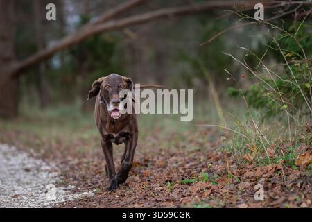Brown german shorthaired pointer in the evening light in the nature. Liver brown german shorthaired pointer, a muscular hunting dog. Stock Photo