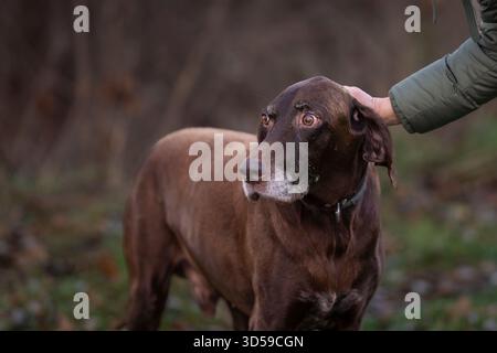 Brown german shorthaired pointer in the evening light in the nature. Liver brown german shorthaired pointer, a muscular hunting dog. Stock Photo