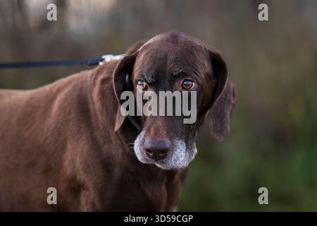 Brown german shorthaired pointer in the evening light in the nature. Liver brown german shorthaired pointer, a muscular hunting dog. Stock Photo