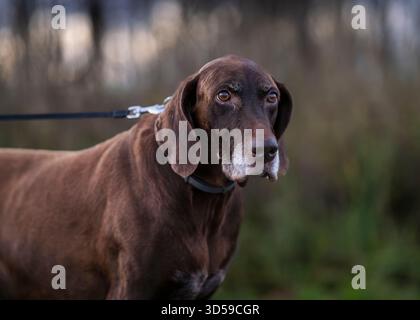 Brown german shorthaired pointer in the evening light in the nature. Liver brown german shorthaired pointer, a muscular hunting dog. Stock Photo