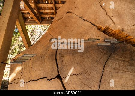 Interpretive redwood cross-section display showing growth rings at Henry Cowell Redwoods State Park. Stock Photo