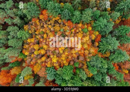 Aerial view over conifers and European beeches / common beech trees (Fagus sylvatica) with foliage in autumn colours / fall colors in mixed forest Stock Photo
