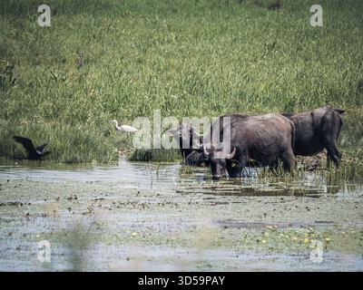 A group of water buffalo wades in a shallow wetland surrounded by lush grass, while nearby birds including an egret and a blackbird share the peaceful Stock Photo
