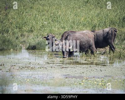 A group of water buffalo wades in a shallow wetland surrounded by lush grass, while nearby birds including an egret and a blackbird share the peaceful Stock Photo
