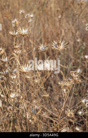 Yellow wild gerbera with its four-petaled flowers in terminal clusters gently swaying in the summer breeze Stock Photo