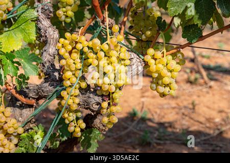 White grapes close up in the vineyard Stock Photo