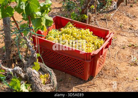 White grapes in the red basket in vineyard Stock Photo