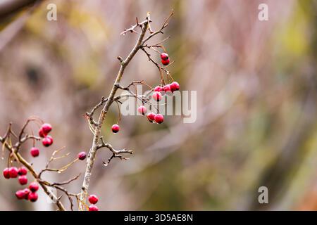 Red rosehip berries covered with frost in winter garden. Natural winter scene with wild rose fruits in soft light. Stock Photo