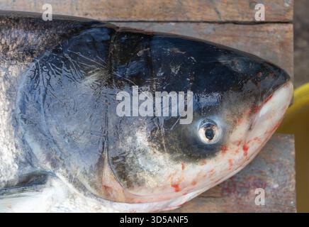 Close-up detailed view of a freshly caught fish head on wooden surface for seafood market and culinary use. Stock Photo