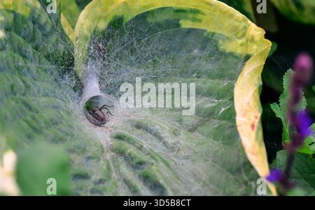 Grass spider sitting inside its funnel-shaped web on a large hosta leaf in a garden, waiting for prey Stock Photo