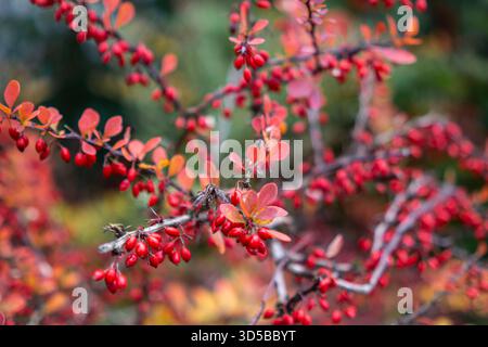 Red barberry branches with bright berries and autumn leaves in garden soft focus. Stock Photo